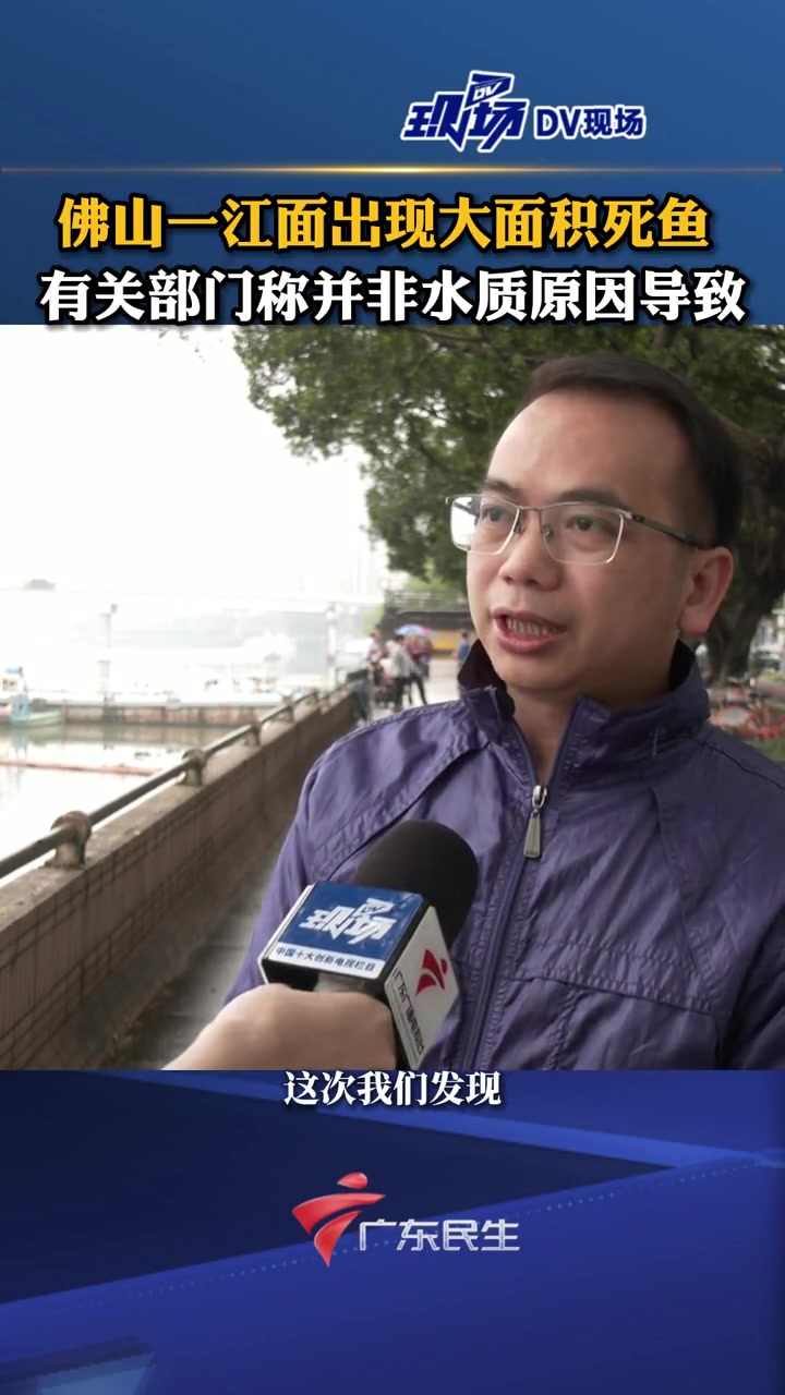 佛山一江面出现大面积死鱼 有关部门称并非水质原因导致,已派出清洁公司打捞,确保水质清洁,市