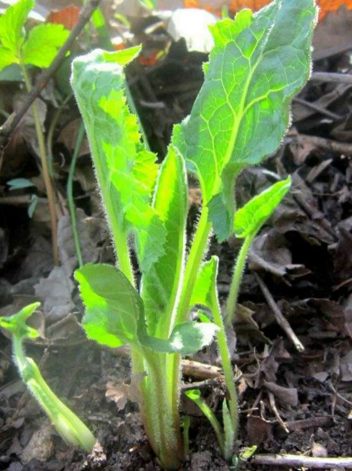 中草小知识之东风菜