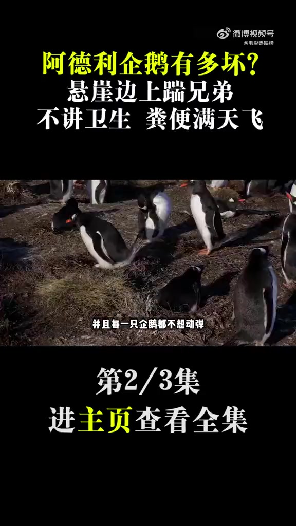 阿德利企鹅有多坏?悬崖边上踹兄弟,不讲卫生,粪便满天飞。电影 春日荐片季