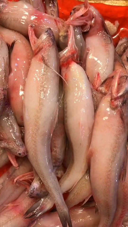 丝丁鱼,龙头鱼,豆腐鱼等等多种叫法,这道菜可是厦门这边正宗大排档煮法哦!既简单又美味!
