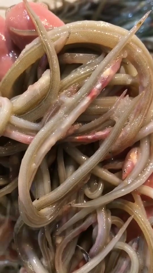 鳗鱼苗,椒盐真的很好吃我是胡建人,请忽略我的普通话