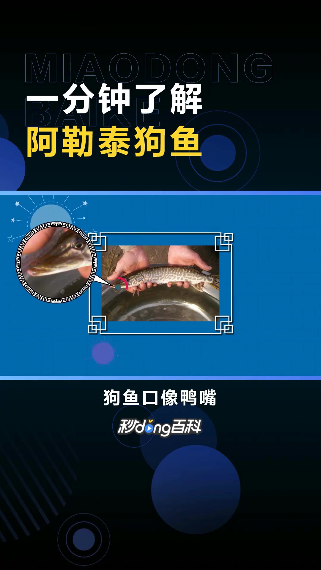 阿勒泰狗鱼:新疆维吾尔自治区阿勒泰地区特产