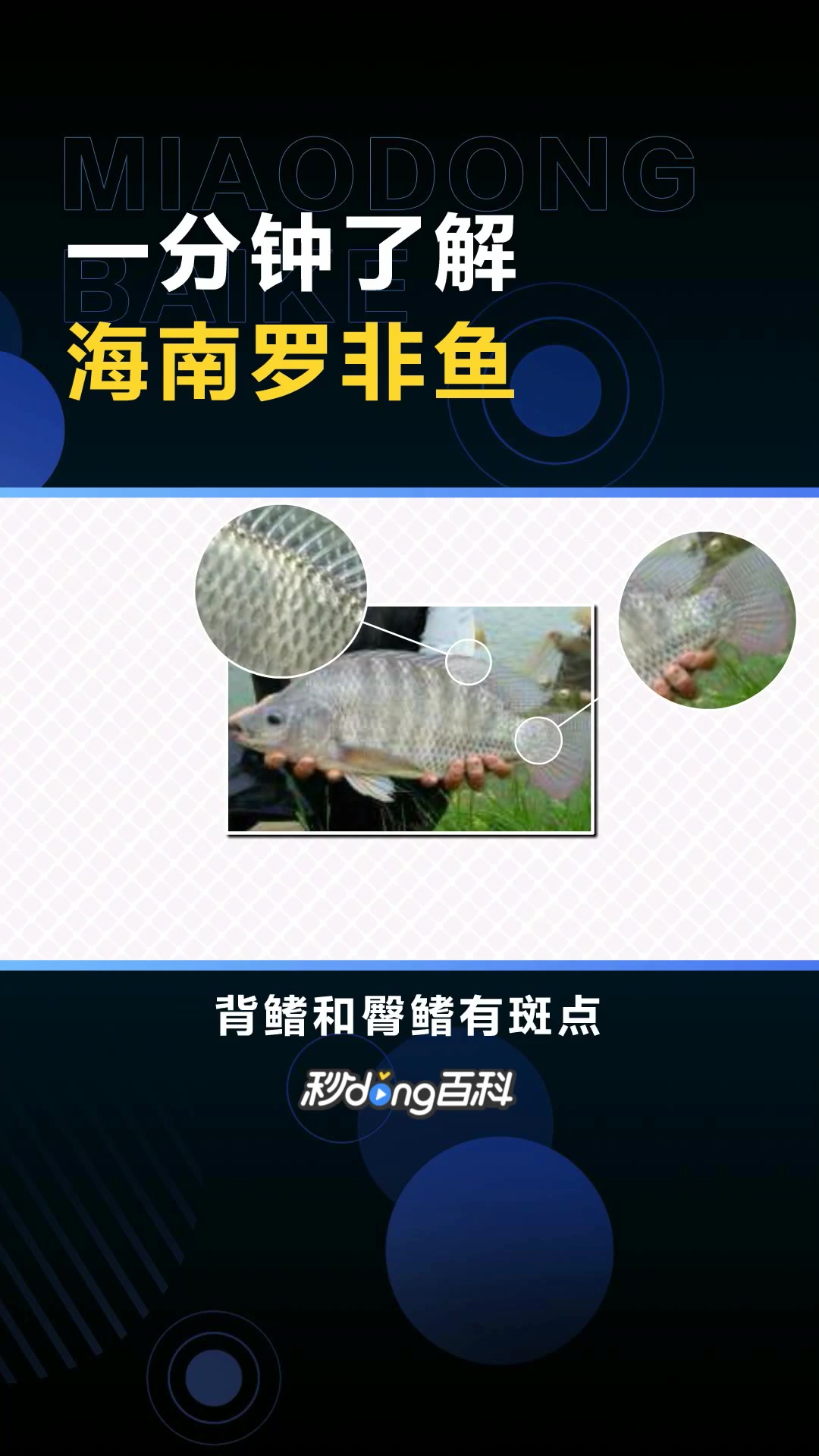 海南罗非鱼,海南省所辖海口市等县特产