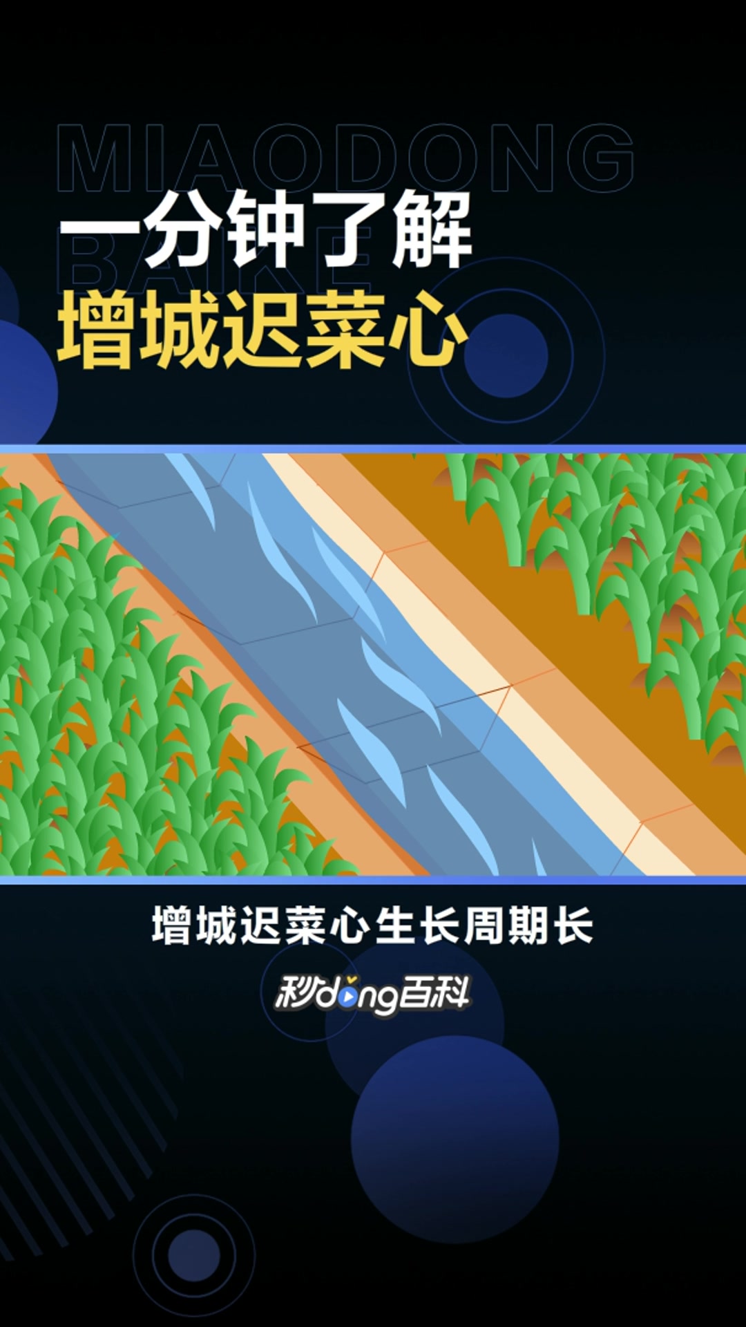 增城迟菜心,广东省增城市特产