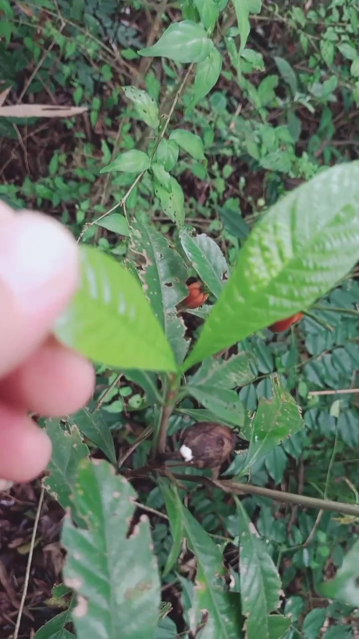 中草药简单介绍黄积子
