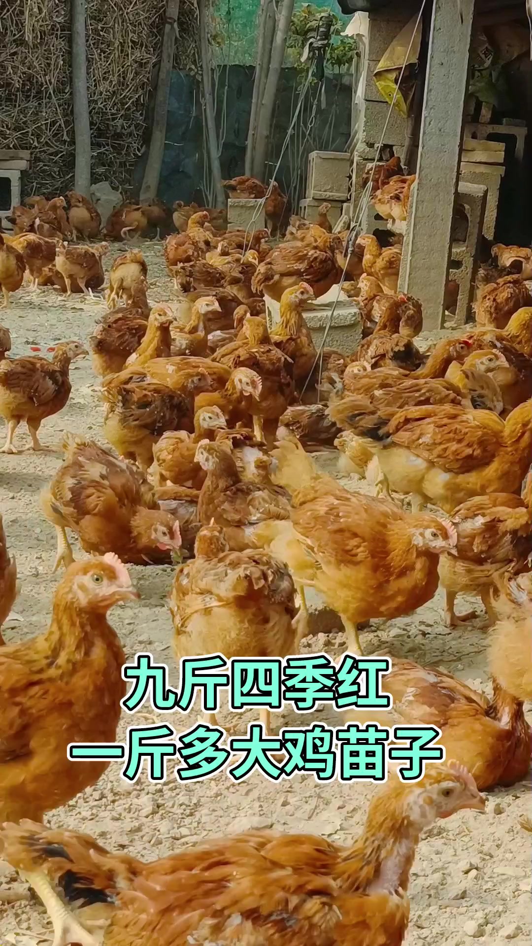 九斤四季红一斤多大鸡苗子