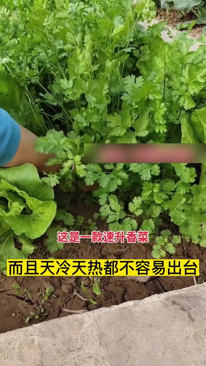 大叶香菜种子,发芽快,成活率高,好种植,管理简单!家庭阳台盆栽都可以种植 蔬菜种子 家庭种