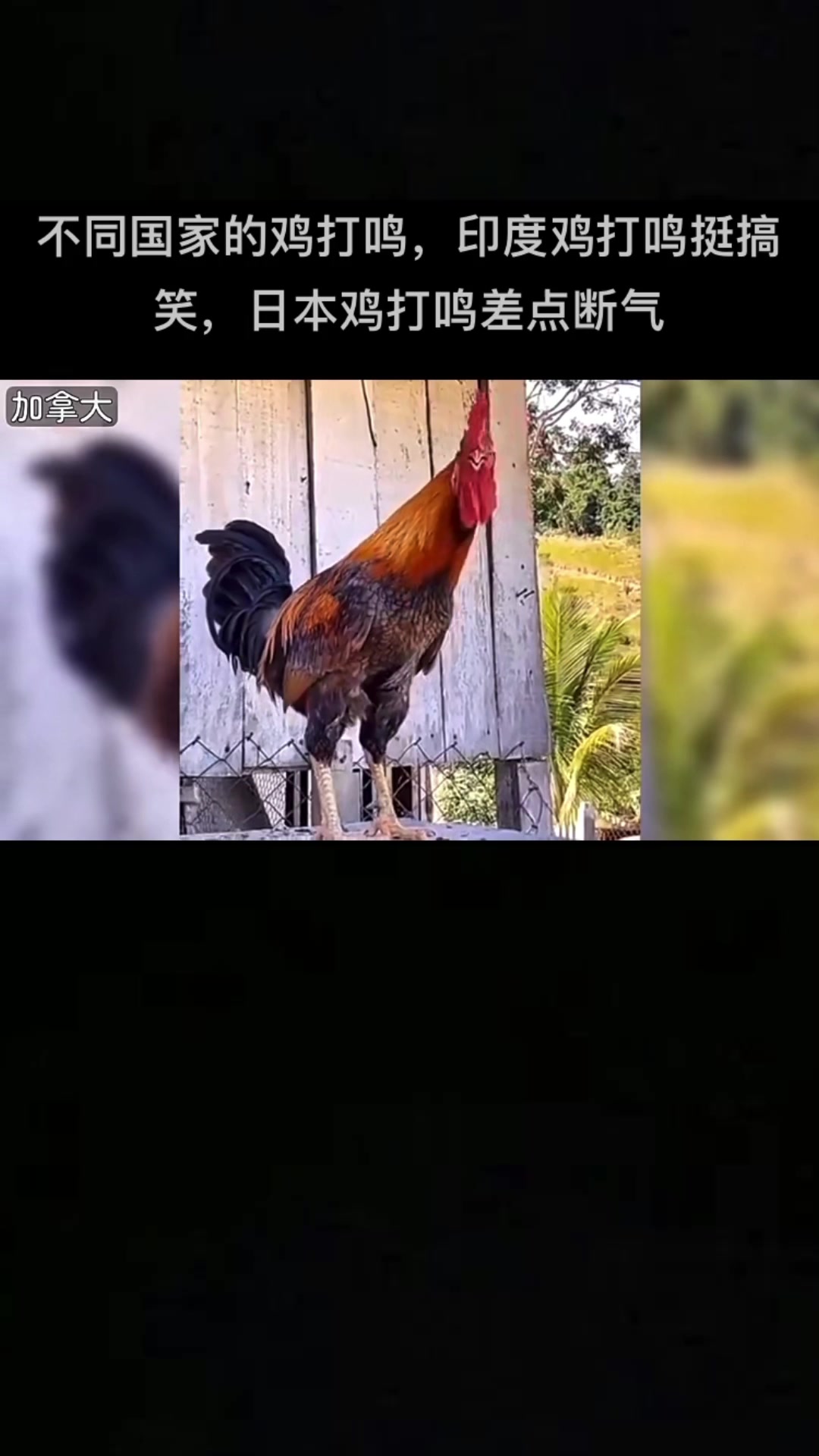 不同国家的公鸡鸣叫声