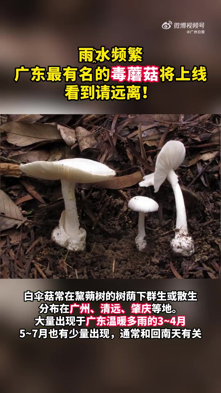 广州城事「「话筒」警惕!广东头号毒蘑菇迎来生长旺季」最近的广州潮湿闷热,虽然大家都不喜欢这
