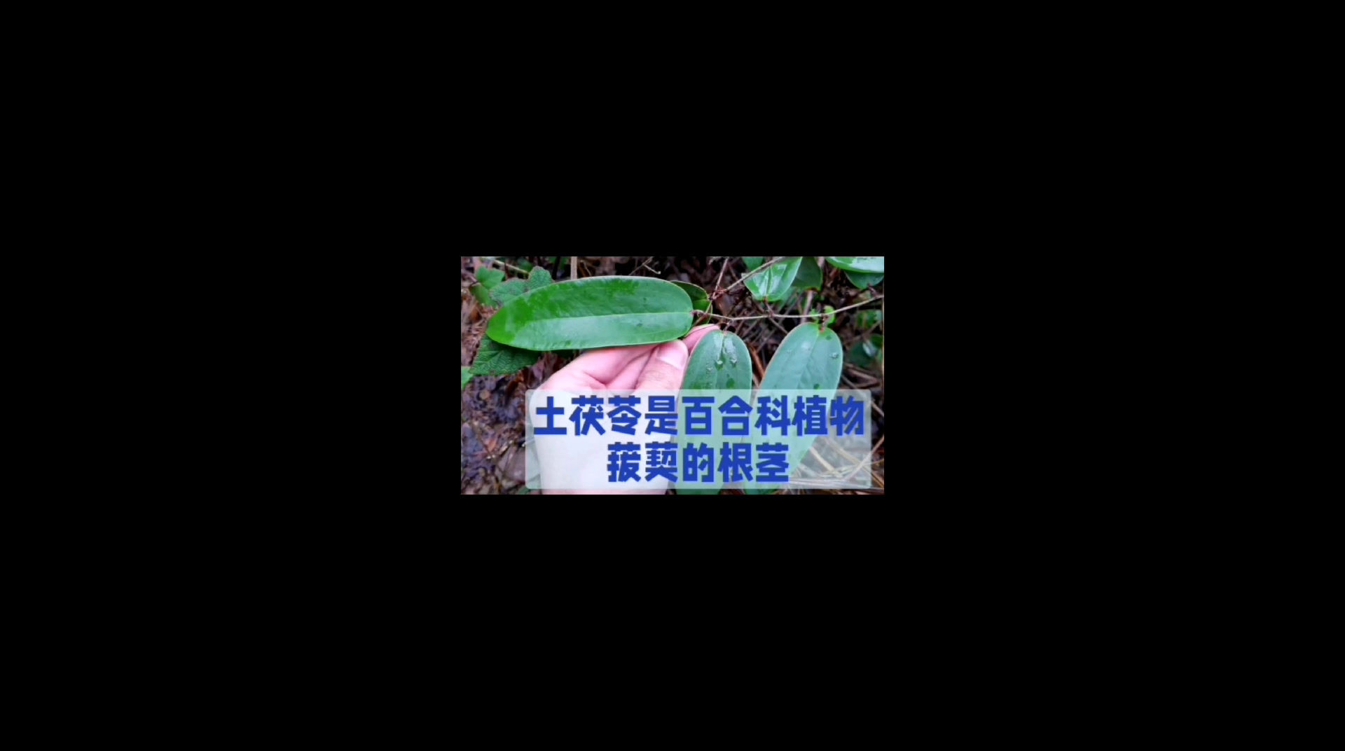 天天下雨湿气重,来了解下土茯苓到底有什么功效?