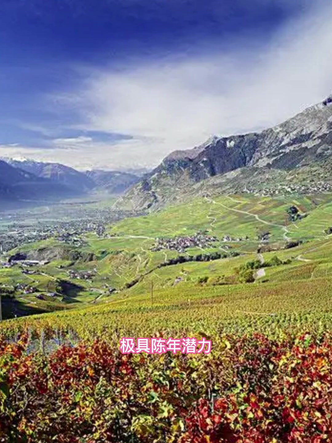 怎样不用喝就能知道一款葡萄酒的风格特点,快速锁定自己喜欢的葡萄酒,今天的葡萄品种——西拉/