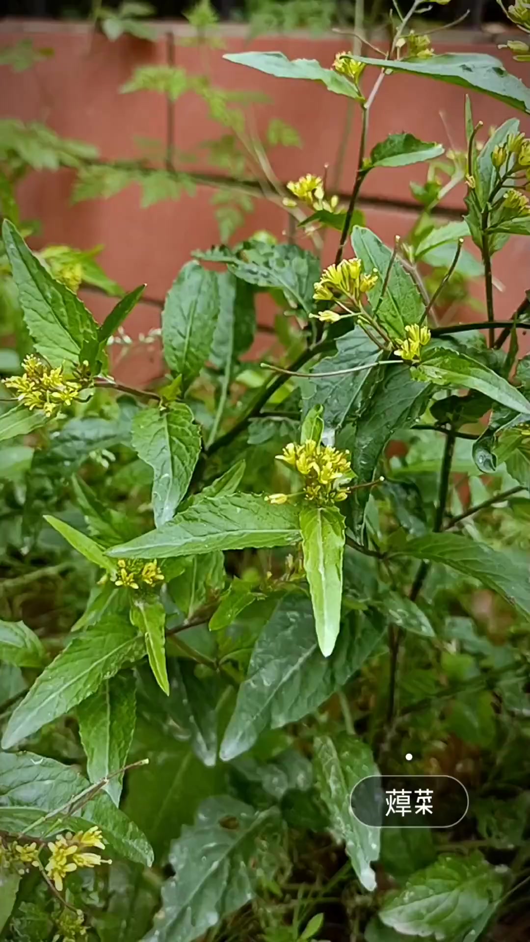 生活中点滴温柔可爱,都值得驻足欣赏。我的乡村生活 农村生活 户外 +小助手