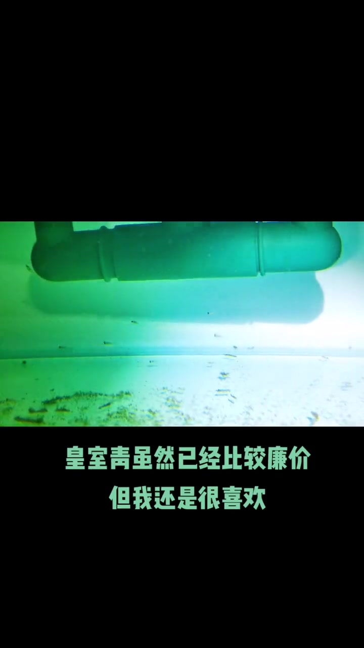 灯鱼的繁殖刚刚入门,慢慢摸索 观赏鱼 养鱼日记 养鱼 热带观赏鱼 南美观赏鱼 皇室青魔鬼