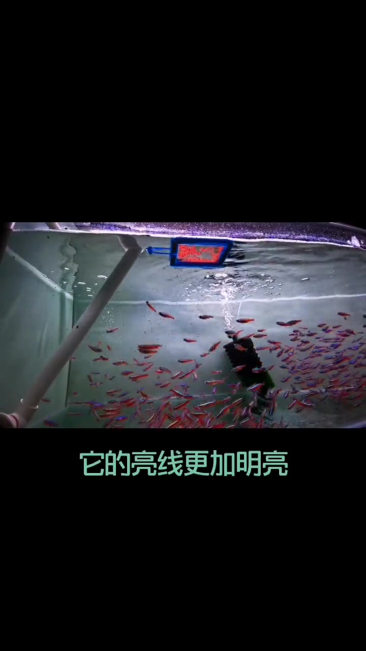 小型观赏鱼中永远的经典——宝莲灯鱼 养鱼养心 鱼儿水中游 观赏鱼 宝莲灯鱼