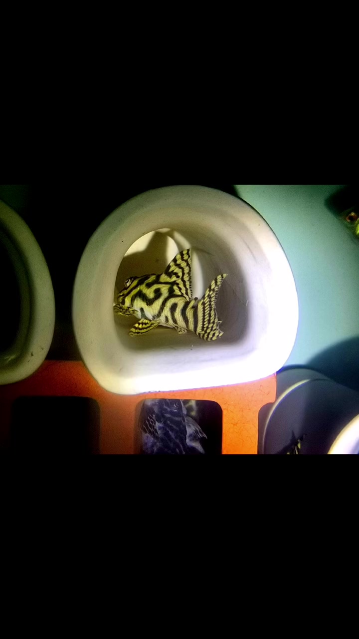 高级清道夫——L333,百变的迷宫纹路是其最大玩点 观赏鱼 异型鱼 南美观赏鱼 热带观赏鱼