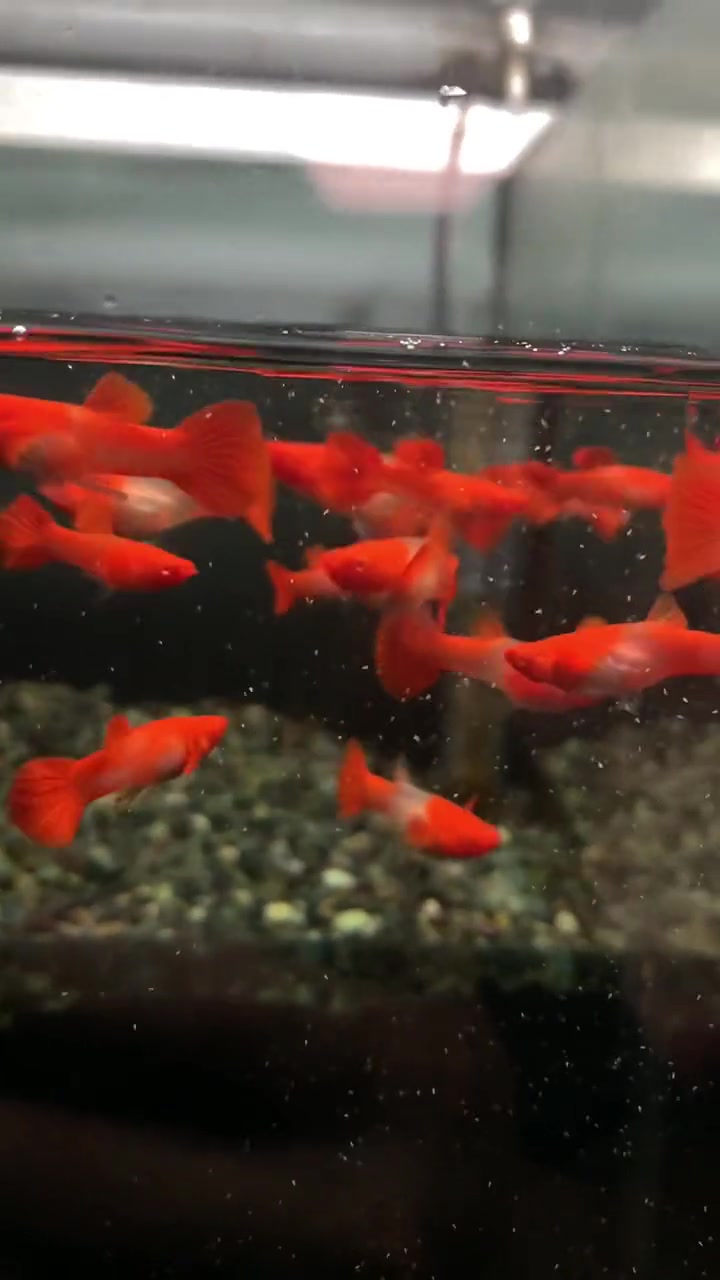 状态必须拿捏,水温21度 鸿运当头 养鱼人 养鱼日记 水族 孔雀鱼