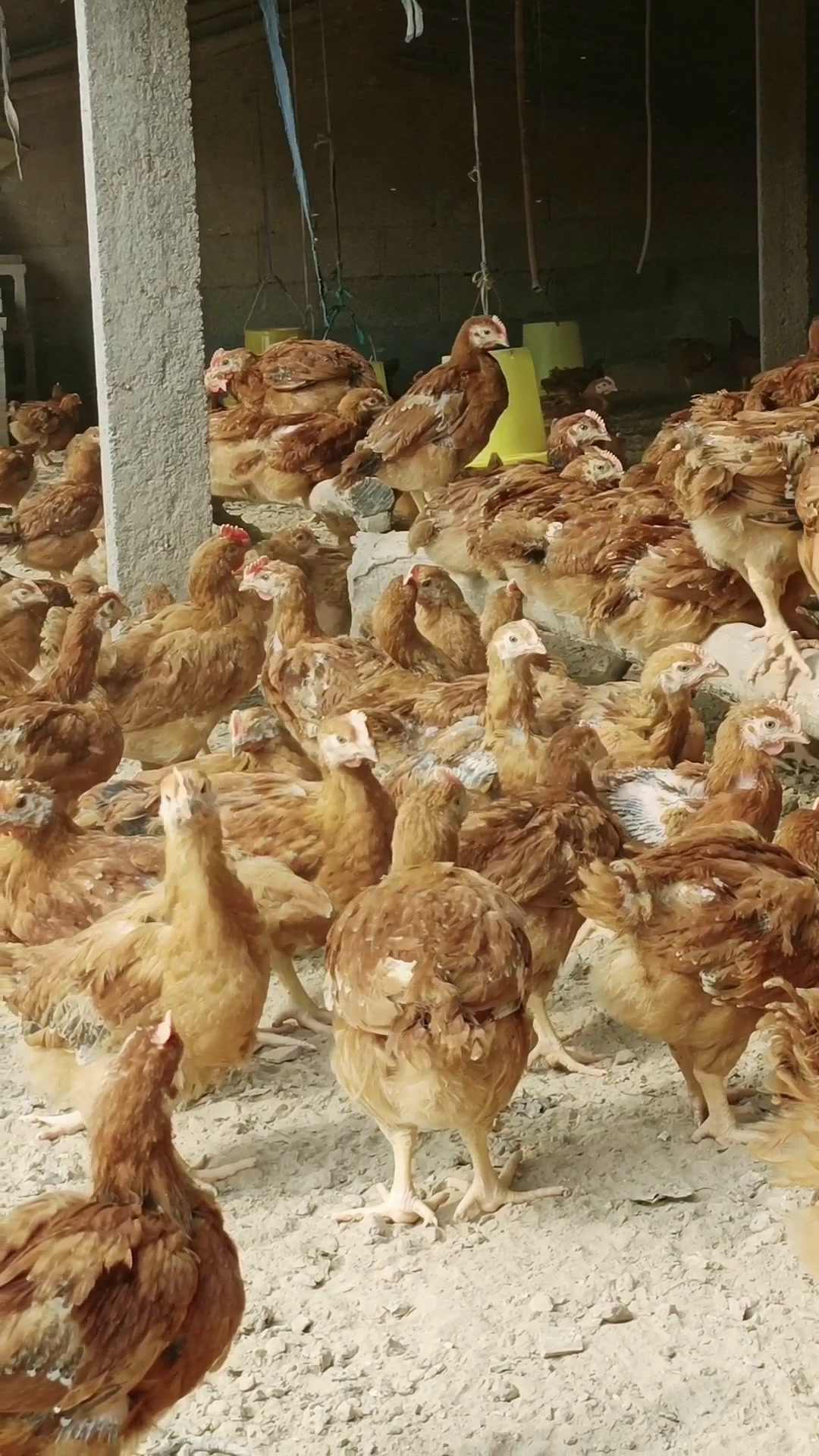 九斤四季红45天大公鸡苗子