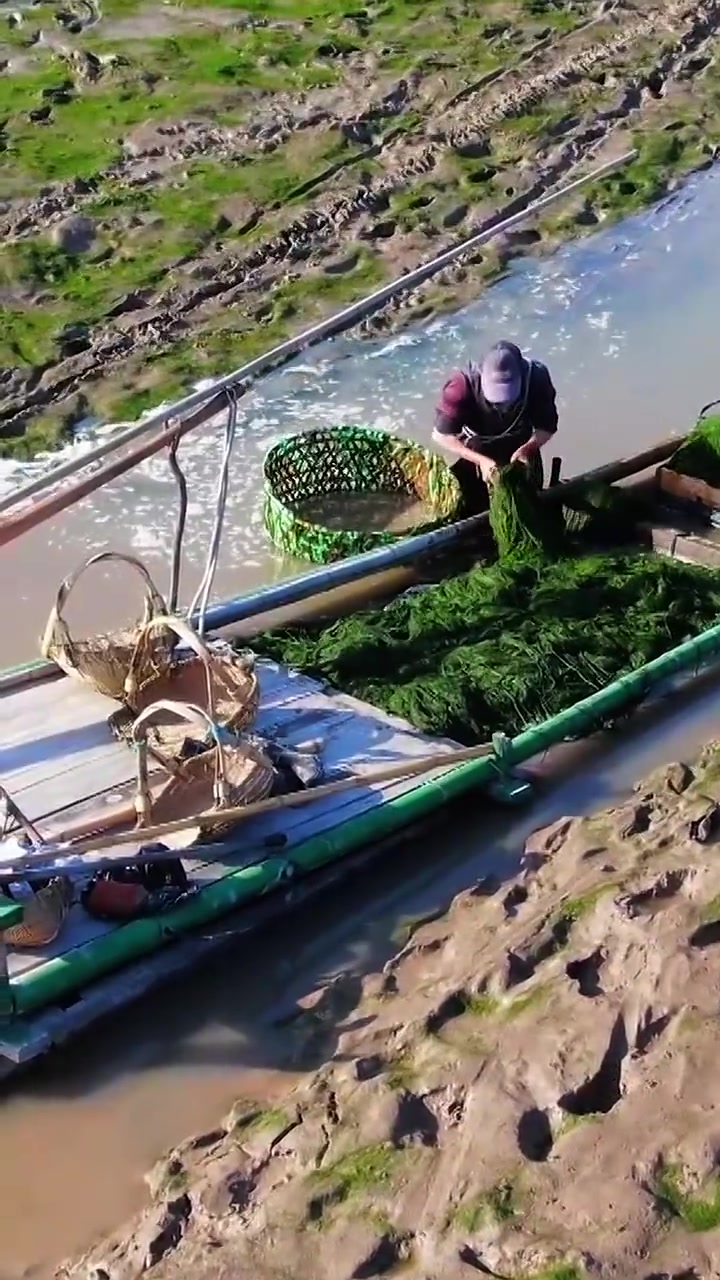 早起赶海,日赚千元!“这口鲜”是大海的礼物