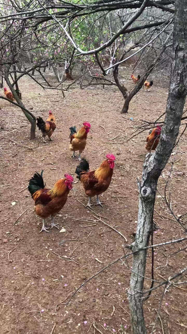 散养大公鸡七星彩霞