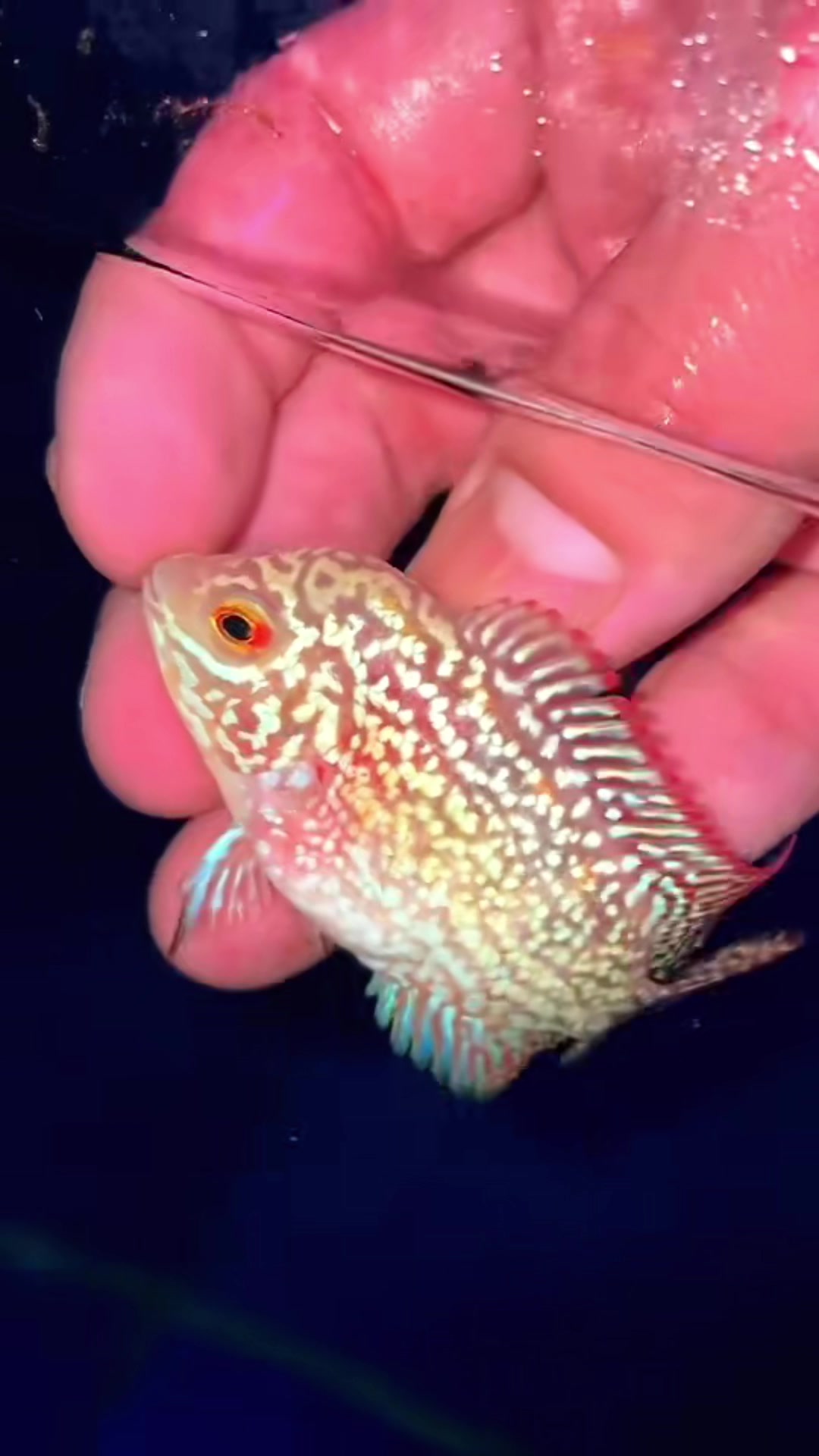 罗汉鱼,泰金,红金花系