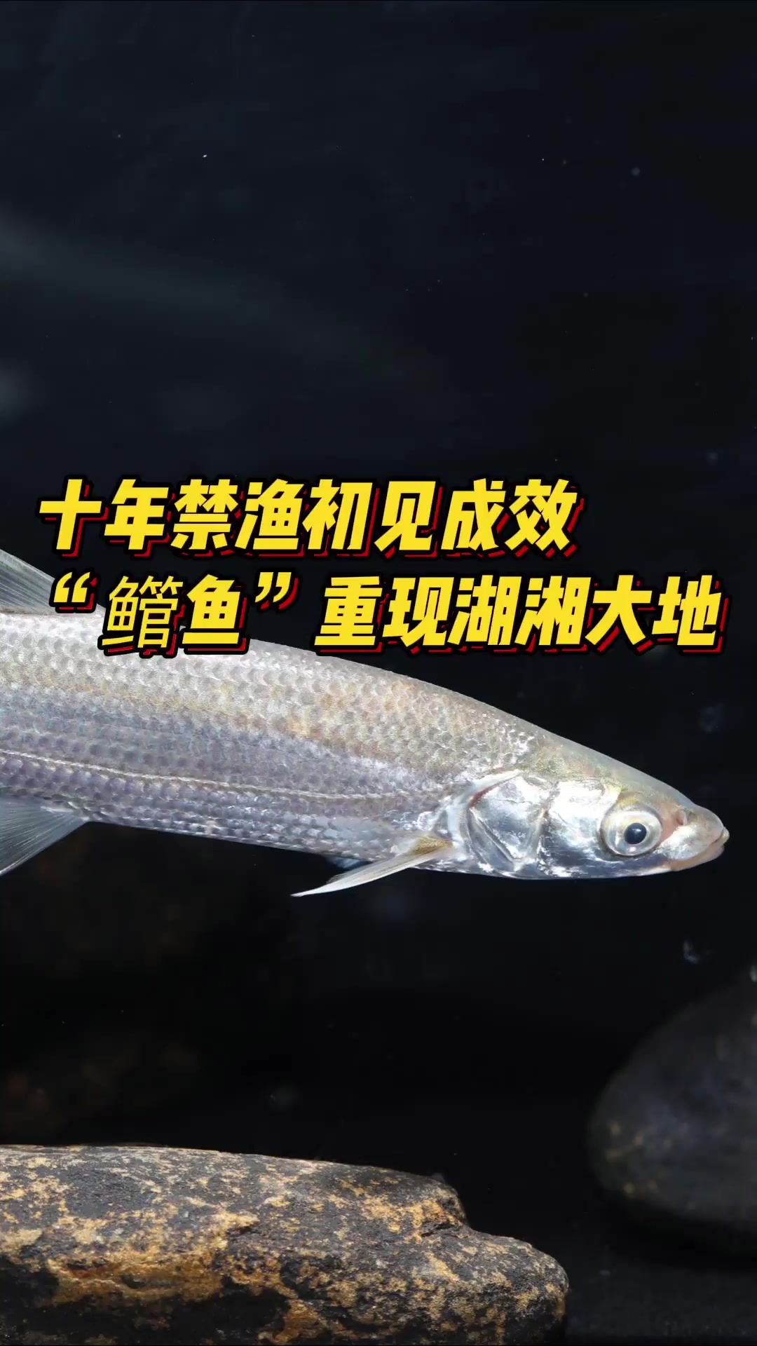 神奇生物在哪里·湘江鱼丨喜欢五湖四海“奔波”的鳤鱼回来了