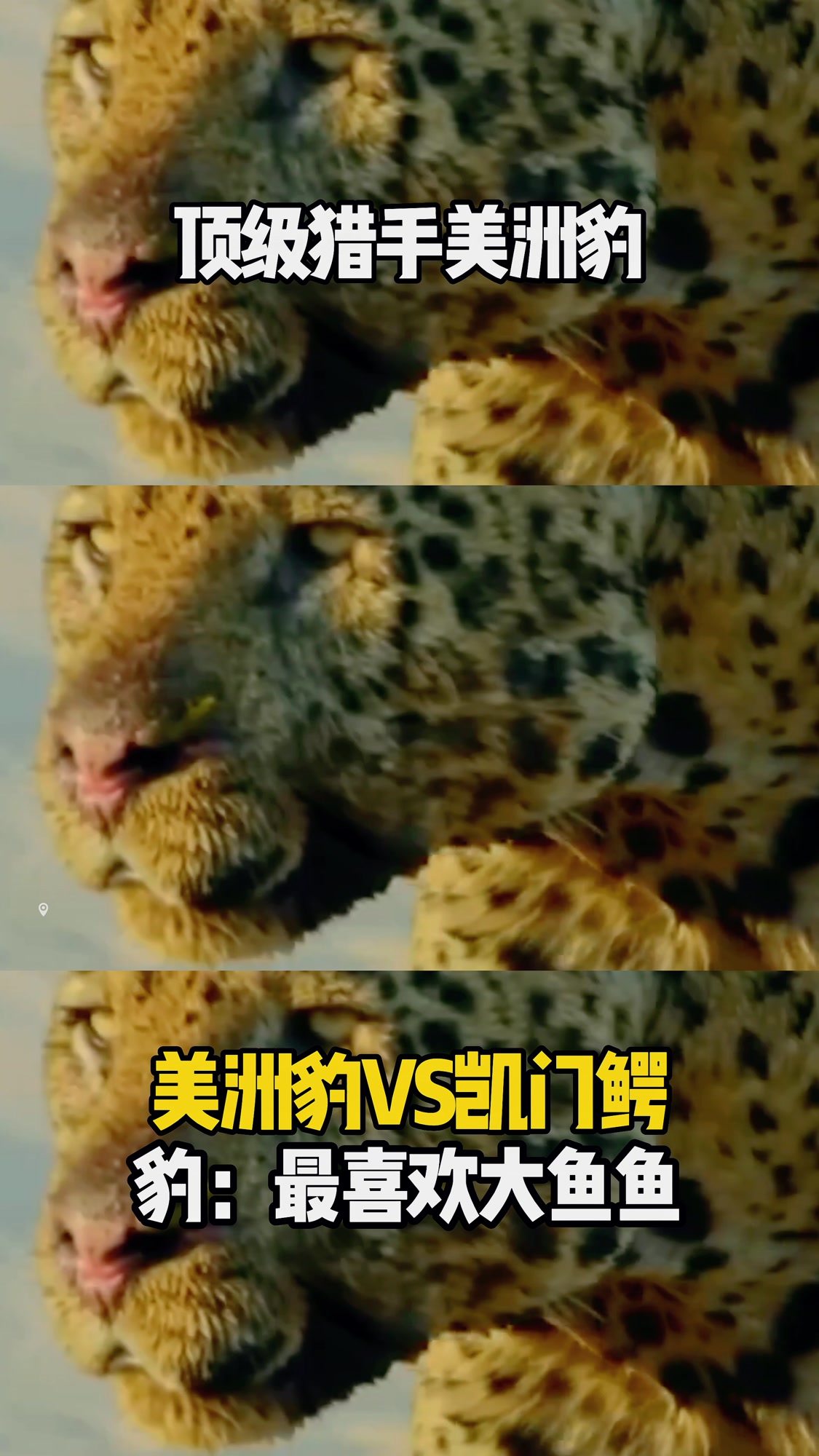 美洲豹大战凯门鳄,豹豹鱼鱼谁才是顶级猎手