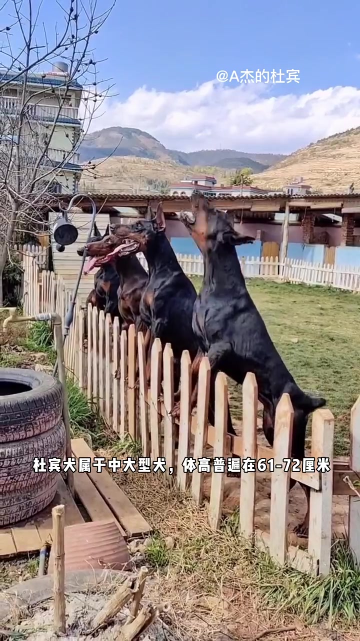 “西装暴徒”杜宾犬,这么帅气的狗子,为什么切饲养的人那么少?甚至在你的城市,基本在路边都没