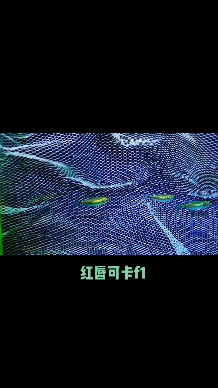 原谅我灯坏了拍的不太清楚,烈焰红唇略发色 水族 南美观赏鱼 观赏鱼 红唇可卡