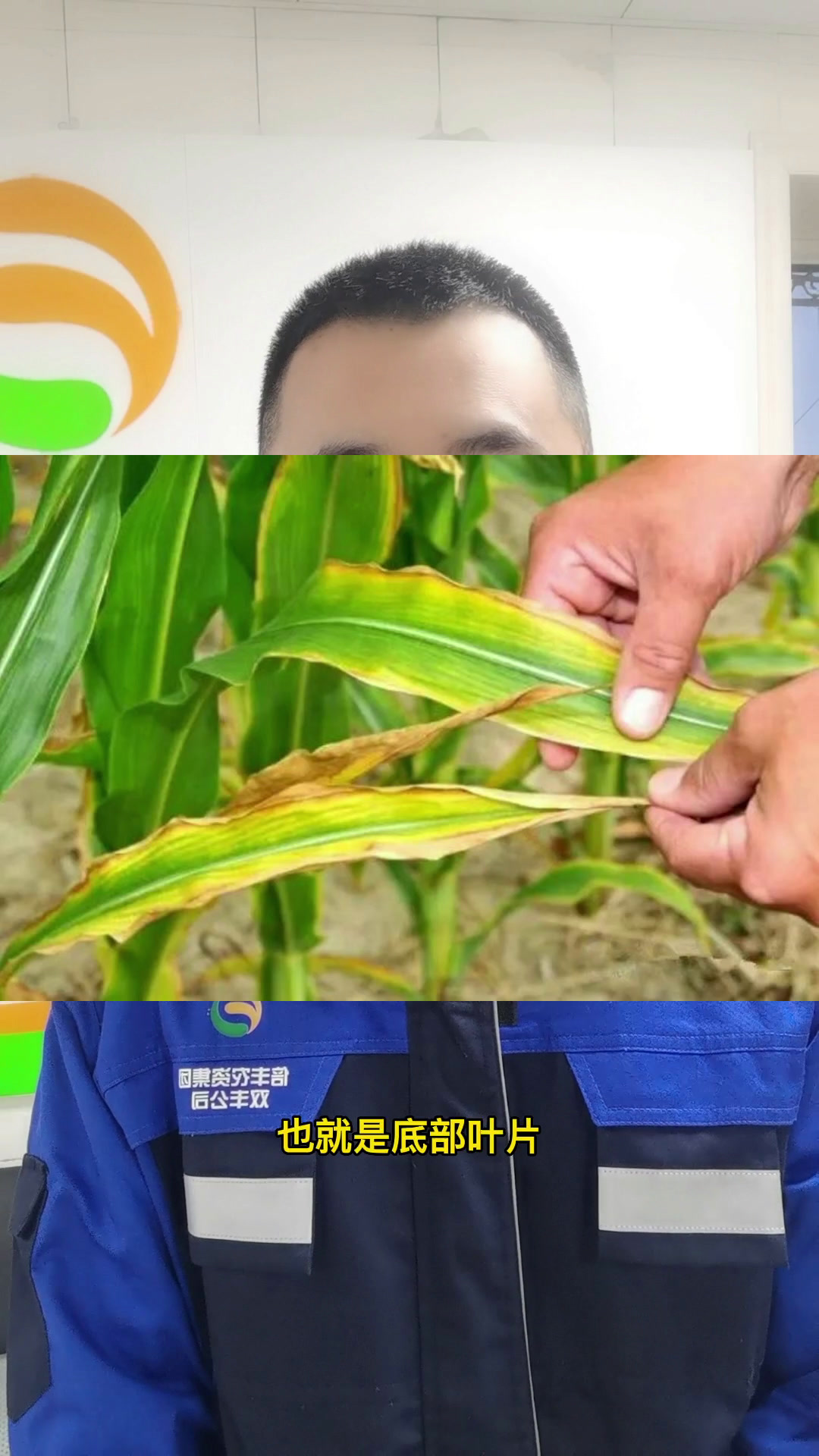 作物缺钾的症状以及如何补充