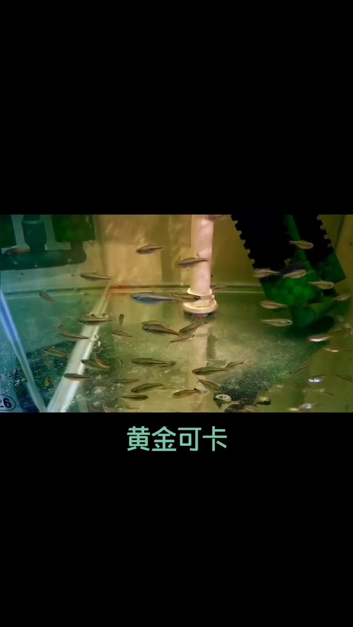 人工价格非常亲民的可卡经典款 祝大家年年有鱼 黄金可卡 养鱼养心 观赏鱼 养鱼日记 鱼儿水