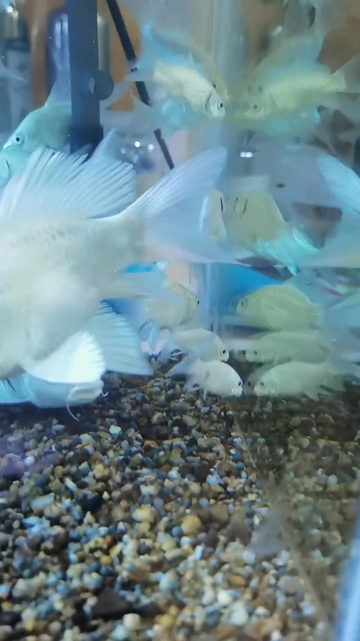 白金蝴蝶鱼,漂亮吗