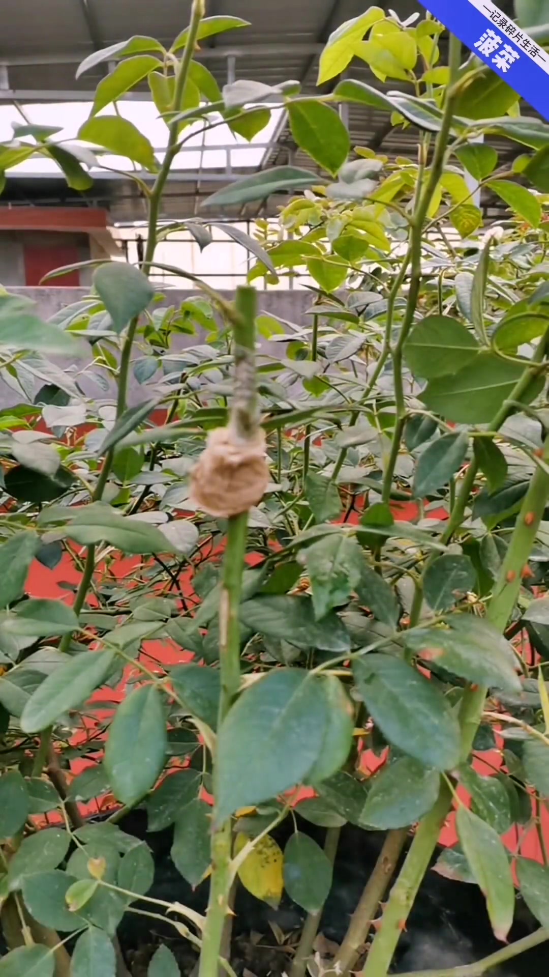 我要上热门 月季嫁接 嫁接技术 嫁接棒棒糖月季月季 月季的优缺点