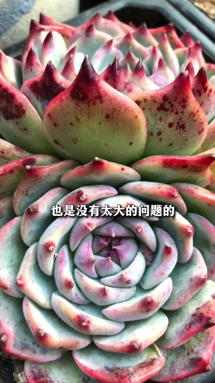 让你入肉坑的第一棵多肉植物,是什么?多肉 多肉养护 多肉植物