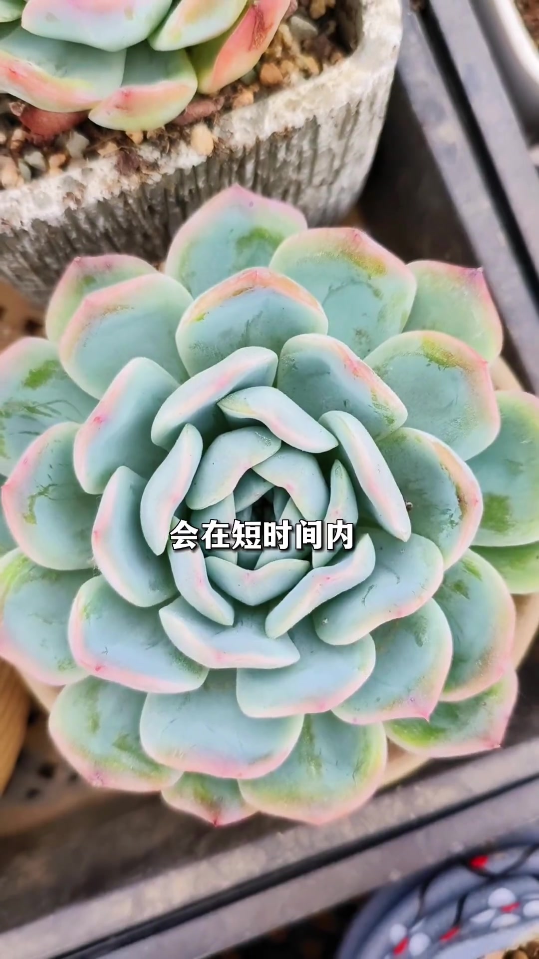 刚上盆的多肉该怎样浇水?服盆期的多肉浇水详细教程 多肉植物 养肉肉 多肉