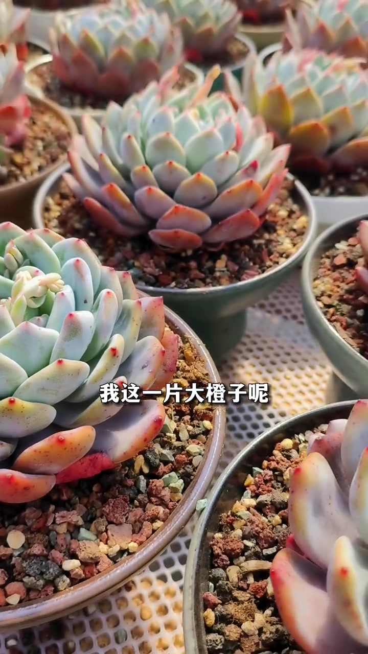 多肉栽下去后多少天能服盆扎根?多肉 多肉植物 多肉养护