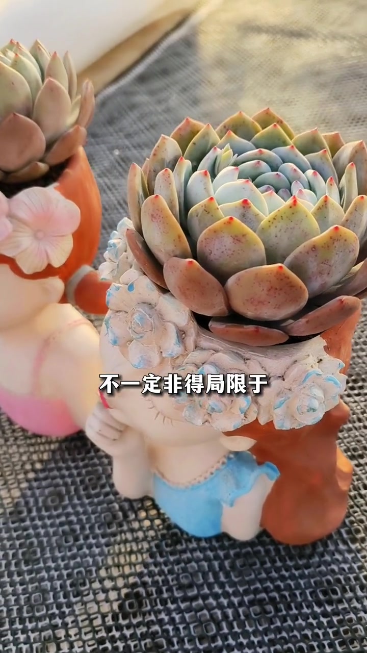 特别的园艺花盆如何栽多肉?一定要做好这一步!多肉养护 多肉 多肉植物