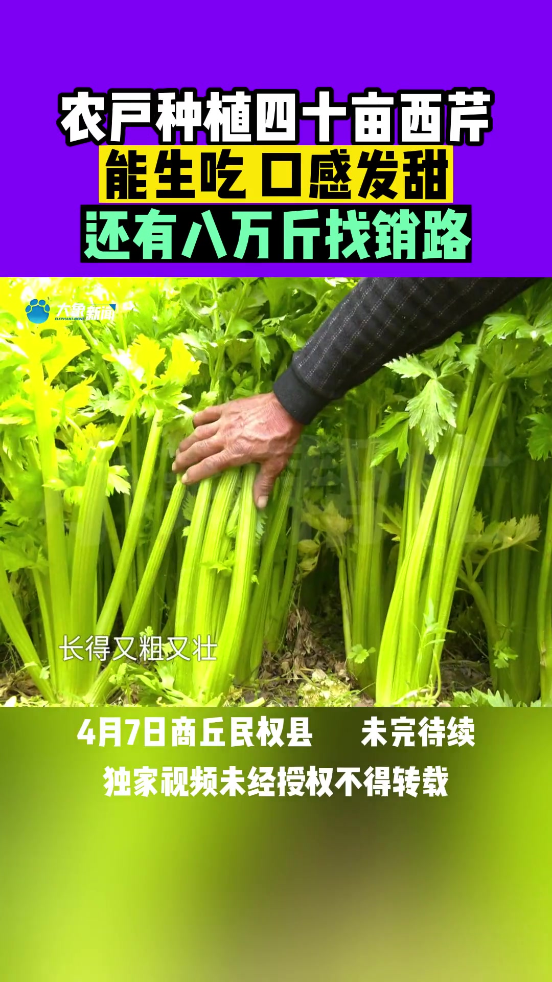 4月7日,商丘民权县的王先生种植了四十亩芹菜,口感发甜能生吃,现在还剩八万斤急需找销路 芹