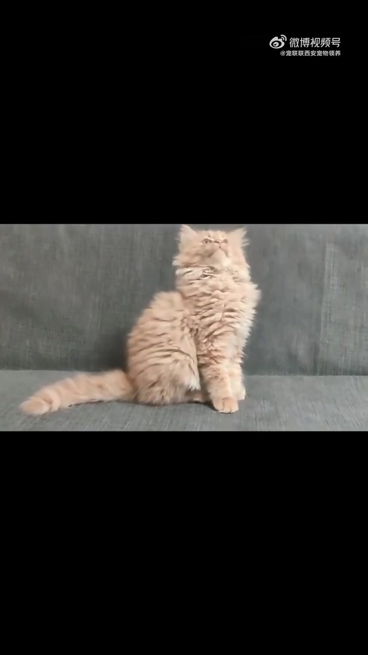 0408-01 橘色狮子猫 妹妹 两个月 内外驱虫已做 未疫苗 无螨无藓 送:过渡猫粮 性