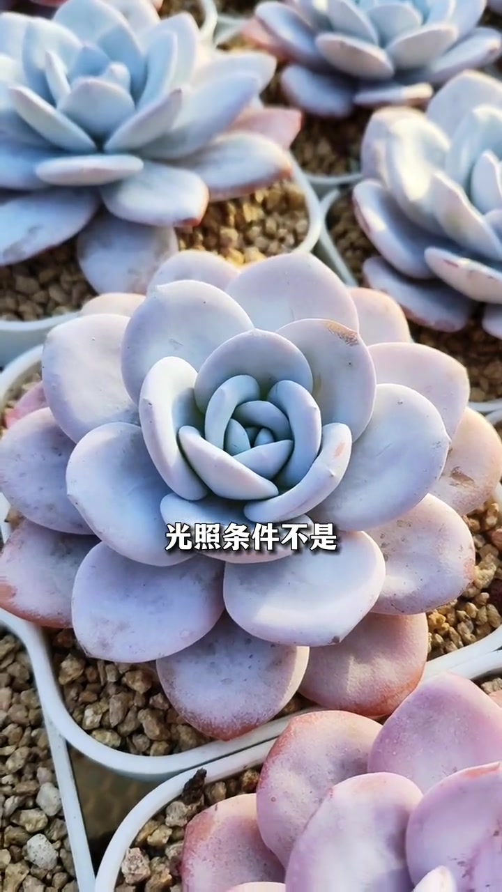 多肉里面“三仙”之一的雪莲,该怎么养护?多肉 多肉植物 多肉养护