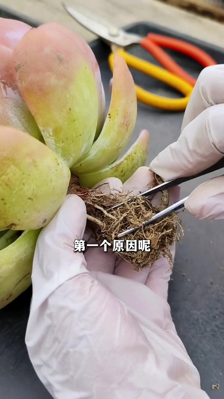 多肉老桩必须要修根吗?要修成什么样子?多肉植物 多肉 多肉养护