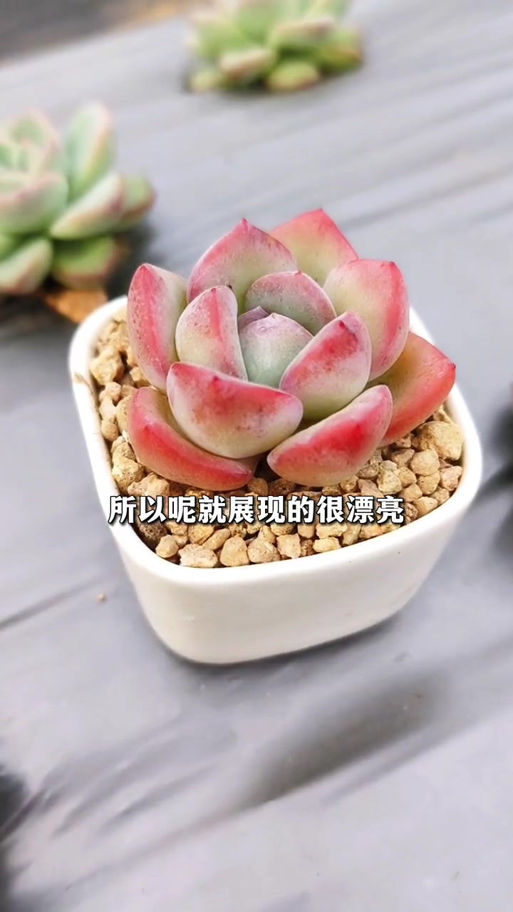 地栽露养多肉,和盆栽精控多肉,你喜欢哪一个?多肉养护 多肉植物 多肉