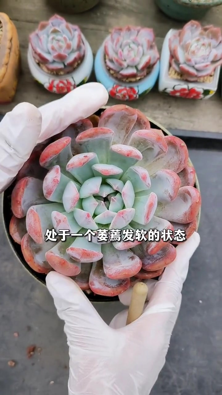 多肉种下去后,一直不扎根不服盆,叶片萎蔫发软,是什么原因,该怎么办?多肉植物 多肉养护 多