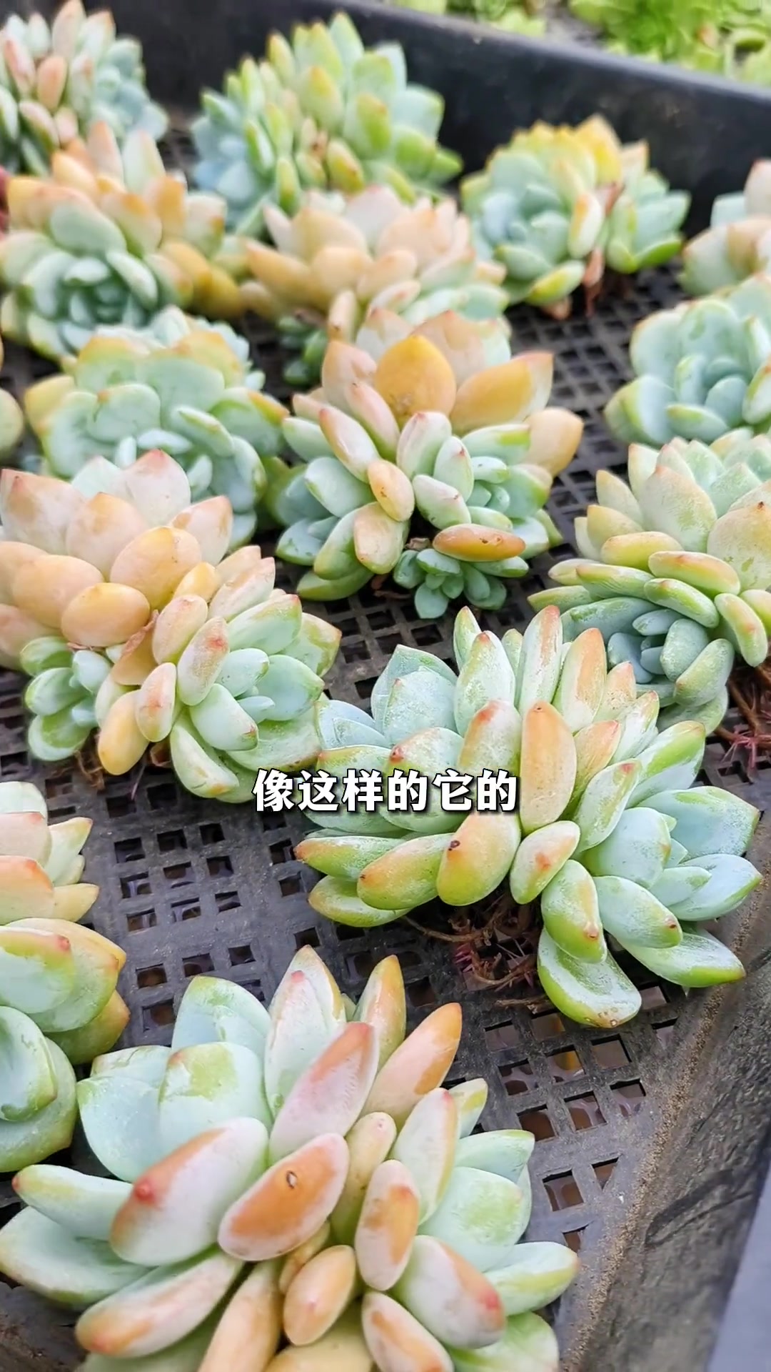 多肉种下去后,叶片一直干枯消耗,怎么回事?多肉植物 多肉 多肉养护