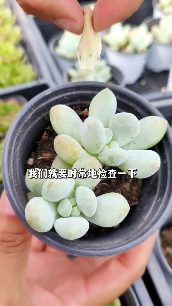 多肉叶片长了圆形黑斑点,一碰就掉,看看是不是黑斑病?多肉植物 养肉肉 多肉