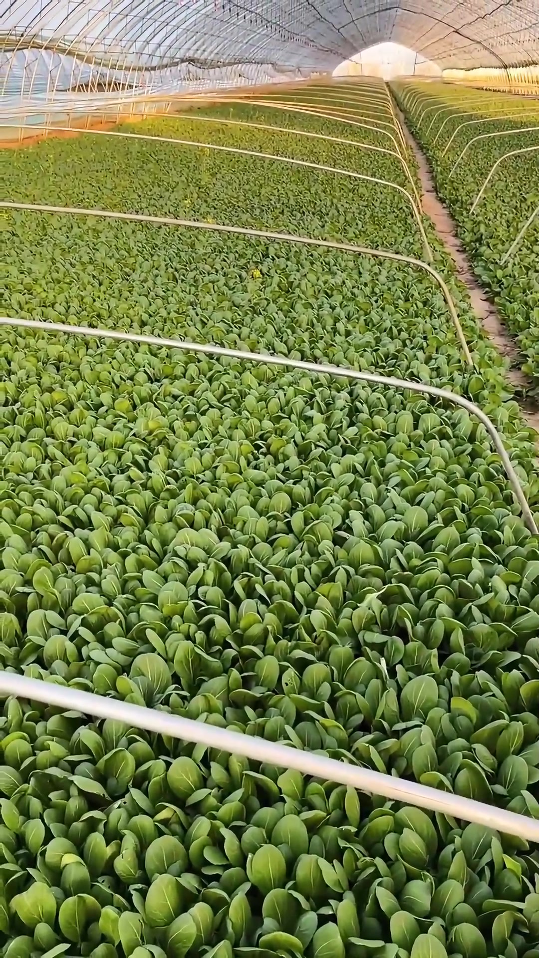 蔬菜种植基地为食堂提供放心食材