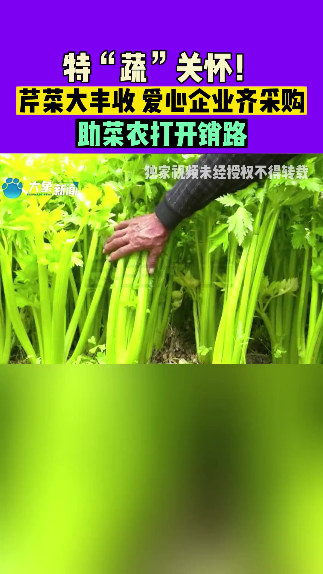 河南商丘:特“蔬”关怀!芹菜大丰收,爱心企业齐采购,助菜农打开销路