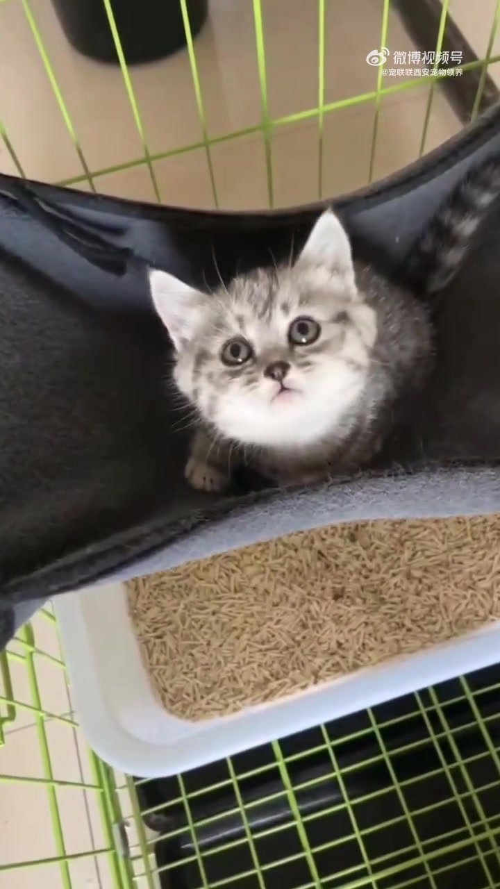 0409-02 美短虎斑 鱼骨纹虎斑 2妹妹 2个月 疫苗一次 驱虫按时做 能吃猫粮 会用