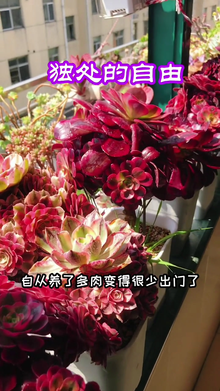 多肉植物法师锦系列!