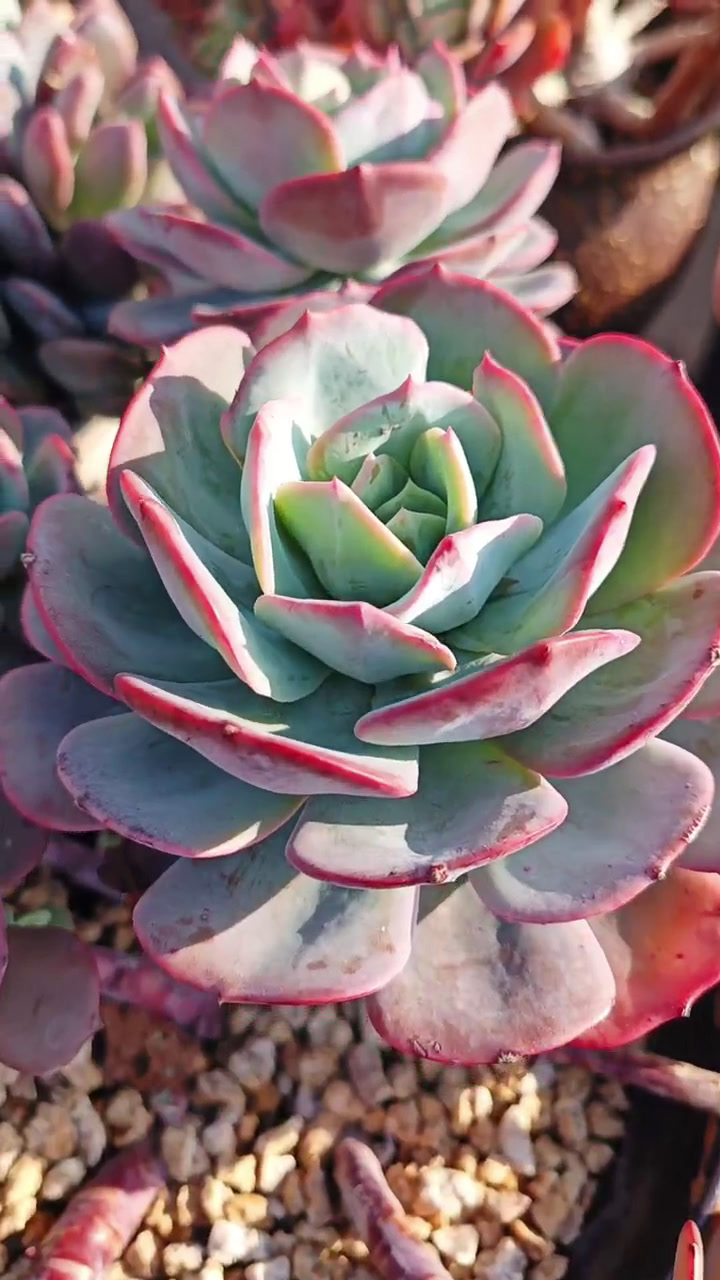 蓝粉台阁 一直很喜欢这个品种,很会爆小仔,现在生长季之前淋了几天雨叶片张开,夏天的时候控水