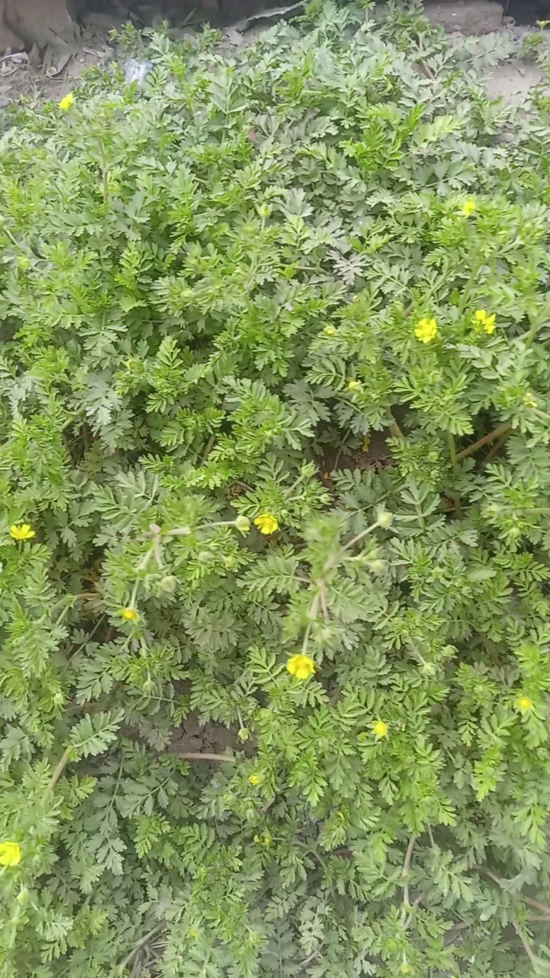 谁认识?这是什么植物?